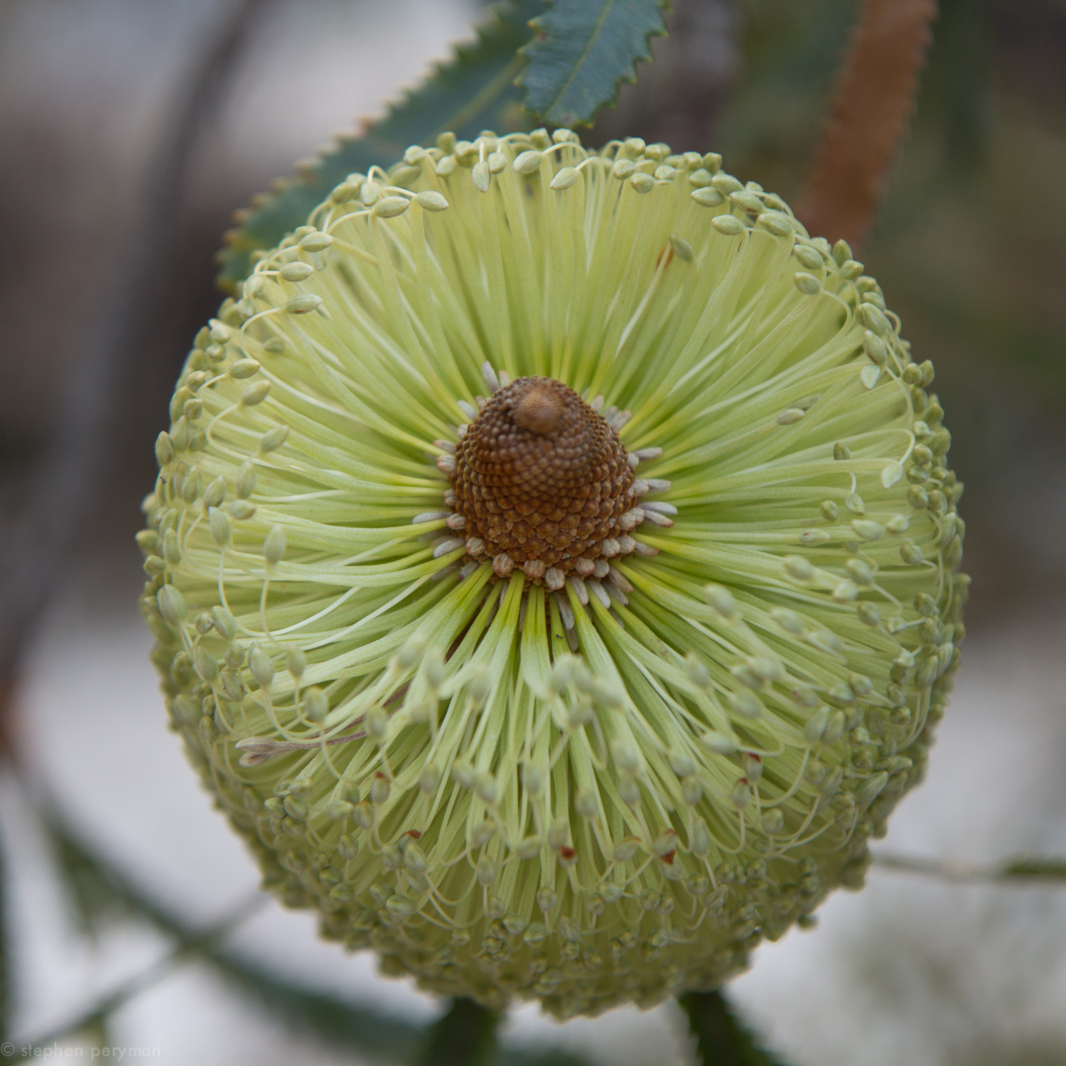 banksia-4.jpg