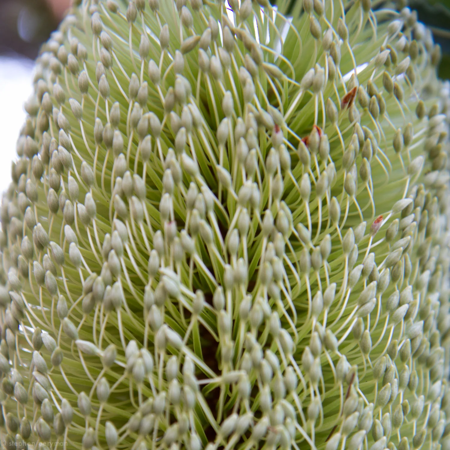 banksia-9.jpg
