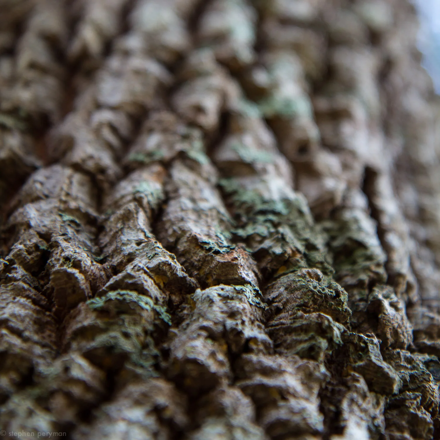 banksia-21.jpg