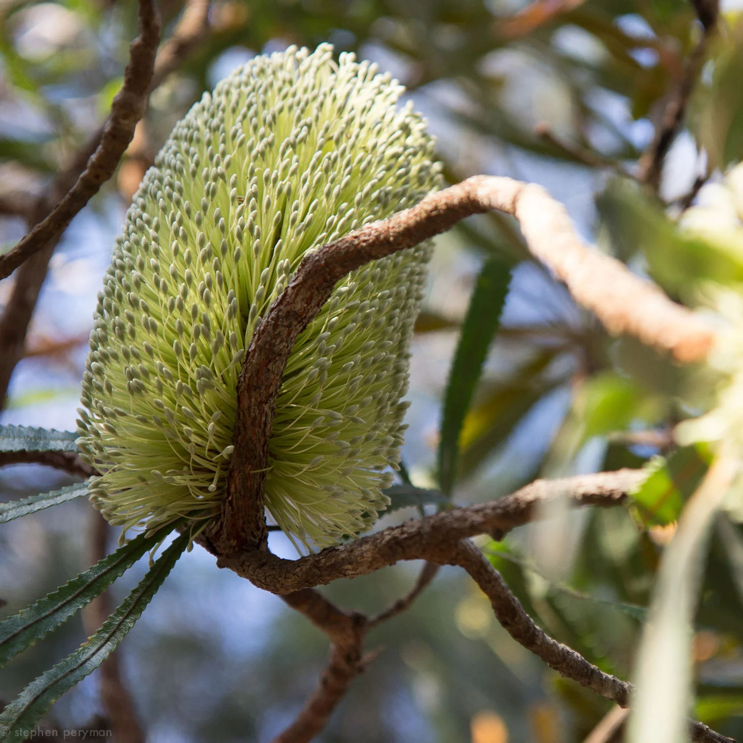 banksia-22.jpg