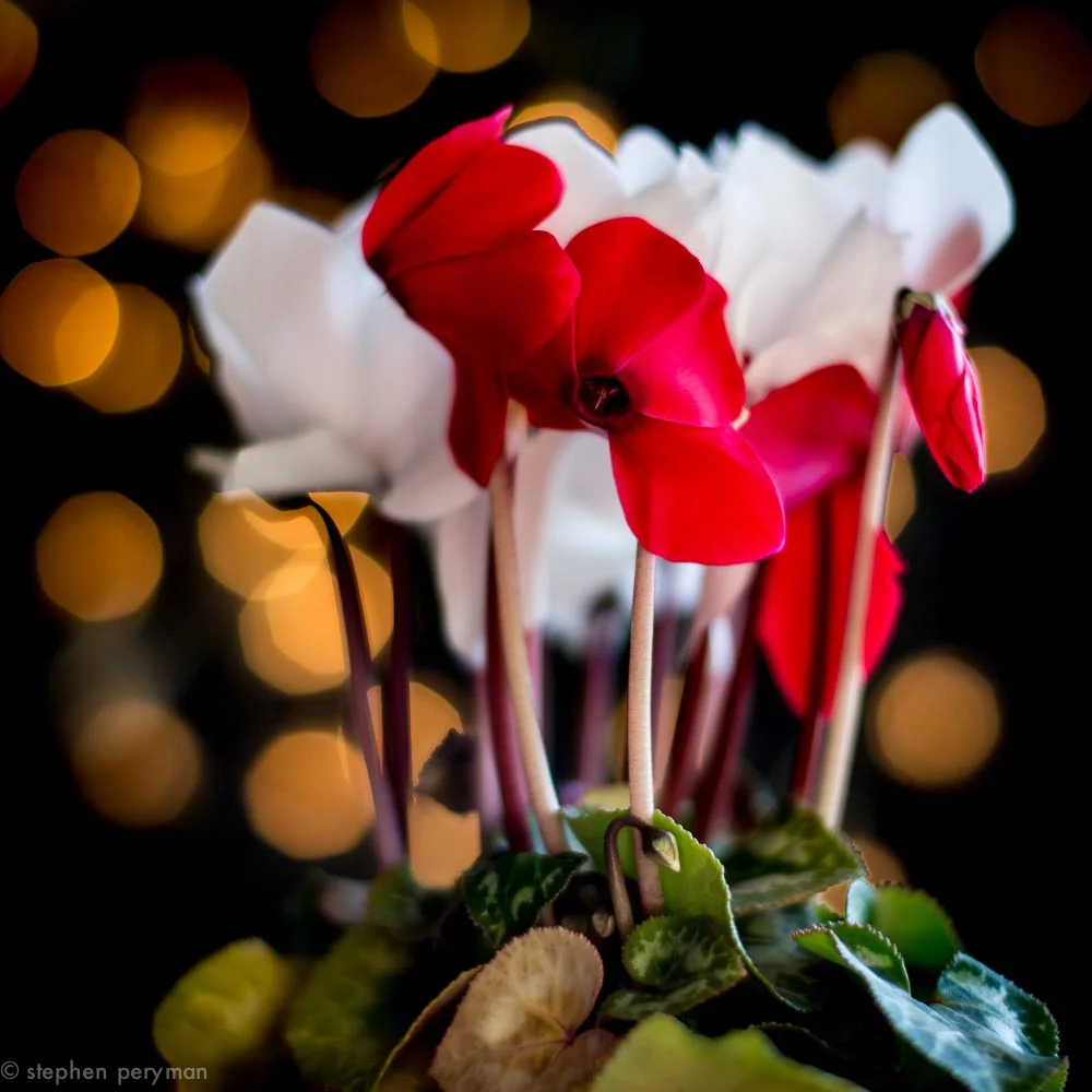 Cyclamen-7682.jpg