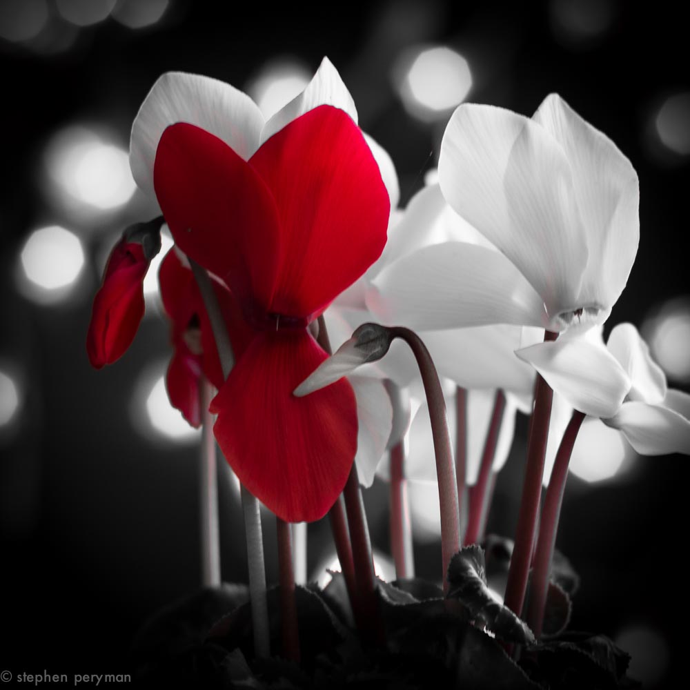 Cyclamen-7696.jpg