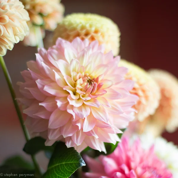 flowers-0232.jpg