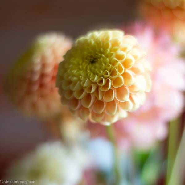 flowers-0230.jpg