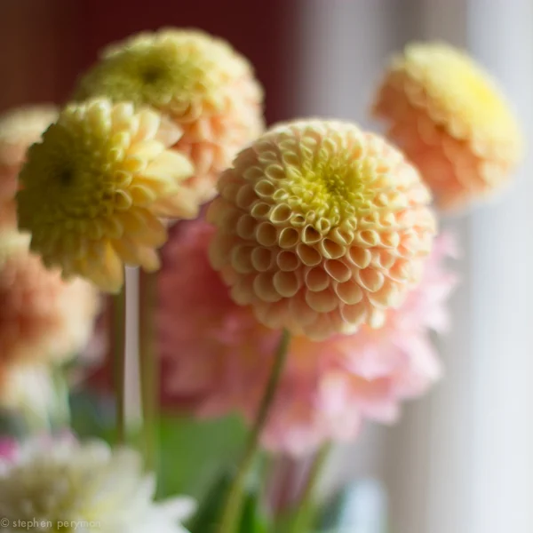 flowers-0236.jpg