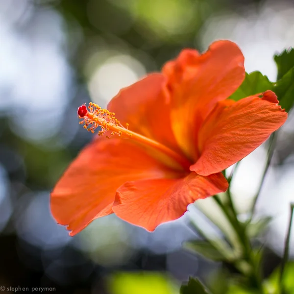 hibisus-3279.jpg
