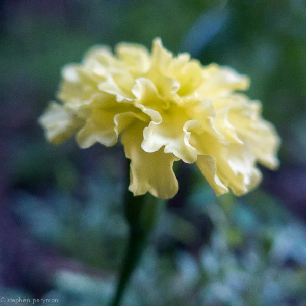 marigold-1010331.jpg