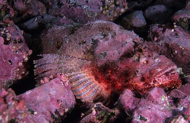 Pacific Spotted Scorpion Fish