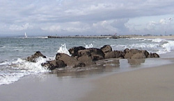 The only remnant of the Moss Landing whaling station is this pile of boulders that was placed here in 1917 to anchor the end of the whaling station slipway. During low tides, they emerge to remind us of the whaling history on this spot.
