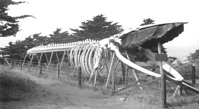 Finback whale skeleton erected by Japanese abalone divers at Point Lobos. Photo taken circa 1906.