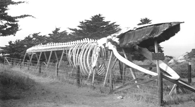 Dead Whales Make Good Tourist Bait