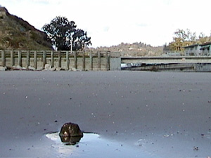 The Ghost Army of the Aptos Wharf