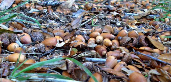 Acorns Falling on our Heads (to the tune of "Raindrops")