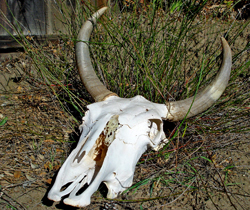 In order to dramatize the early droughts for his TV viewers, Sandy used this skull on the nightly news to get the public's attention.