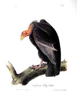 The buzzards (more correctly termed turkey vultures) grew so fat during the 1863-1864 drought that they could only waddle.