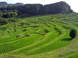 We plan to visit these rice paddies in Maniboso.