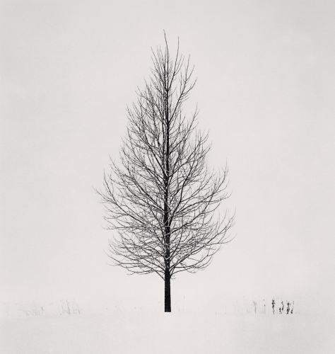 Michael Kenna,  Tree Portrait, Study 5, Wakoto, Hokkaido, Japan. 2005, silver gelatin print, 25 x 25 cm .jpg