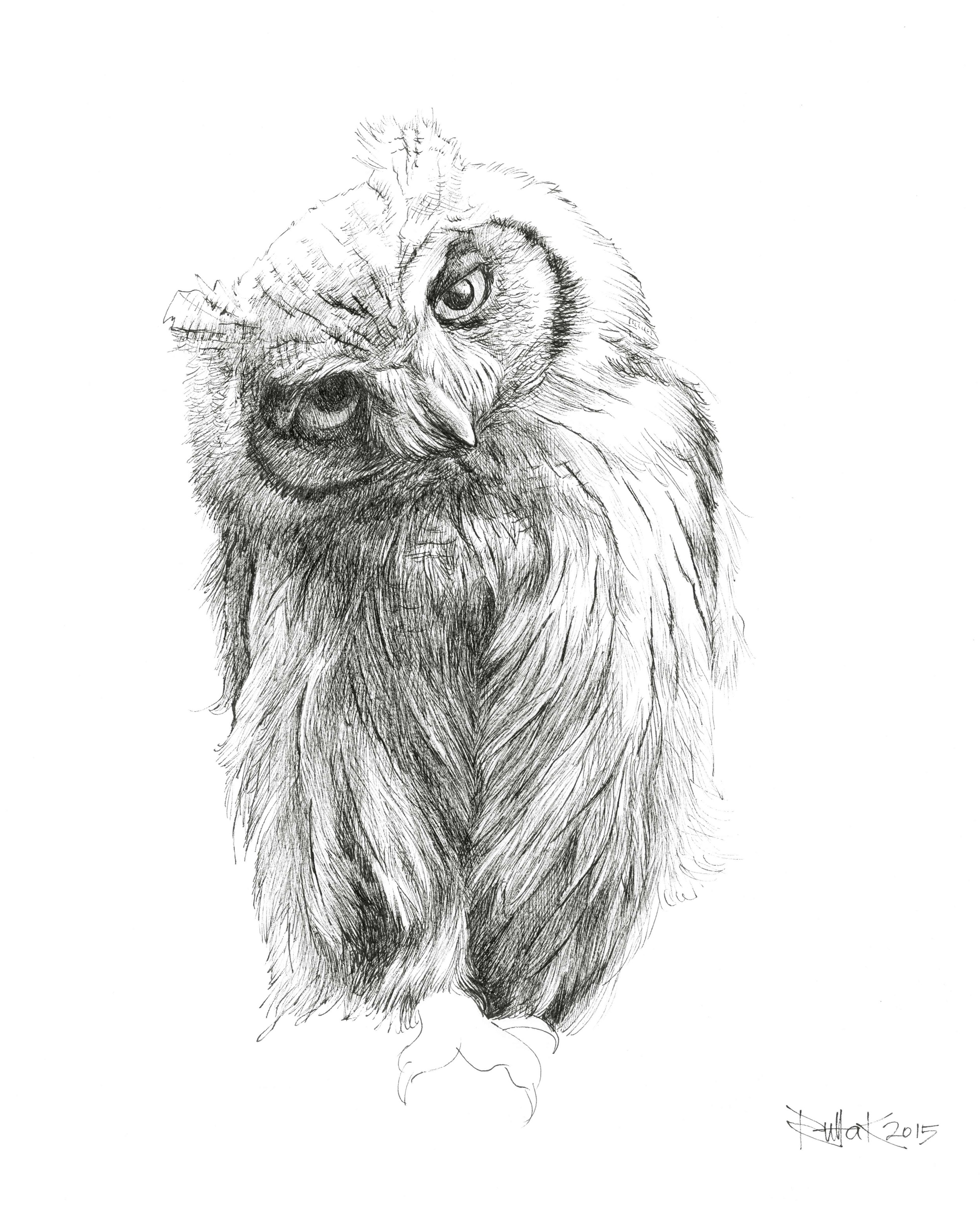 Riitta Kuisma, Owl named Oreo, 2015, 35x35cm, fine pen drawing on paper.jpg