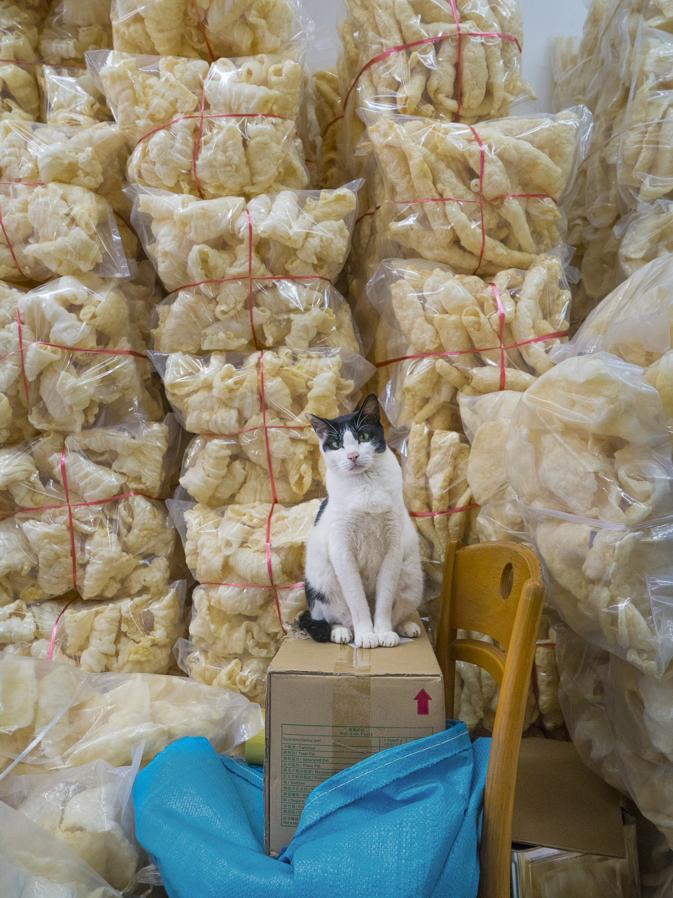 Котики в китае видео. Кошки в Китае. Коты живущие в магазинах. Китайский магазин с котиками. Кошки живущие в Китае.