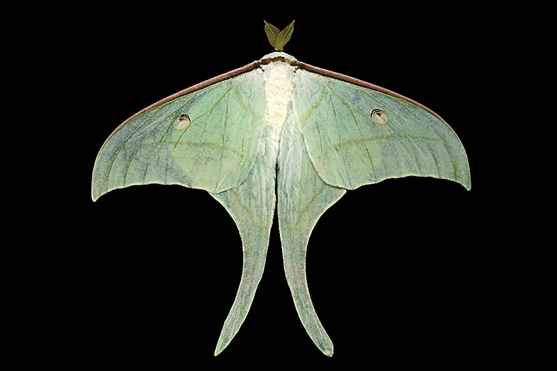 "Actias Ningpoana"