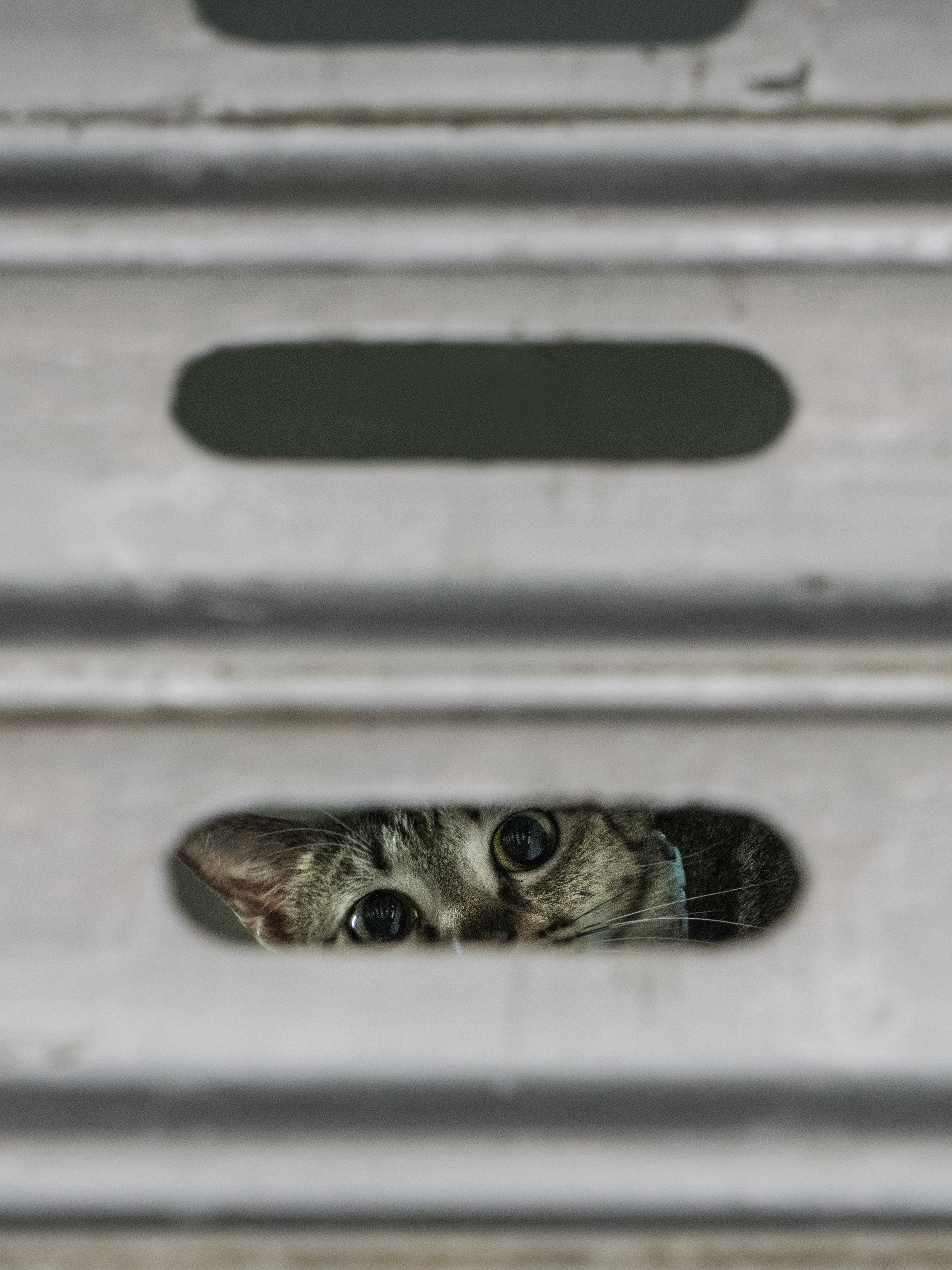 M. Heijnen, HK Shop Cats #6.jpg