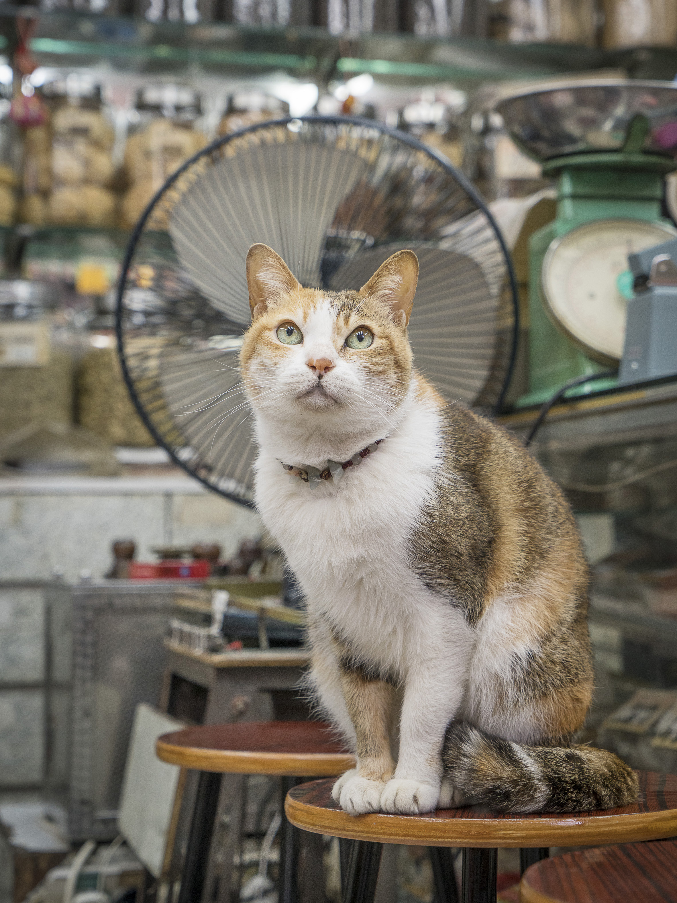 M. Heijnen, HK Shop Cats #28.jpg
