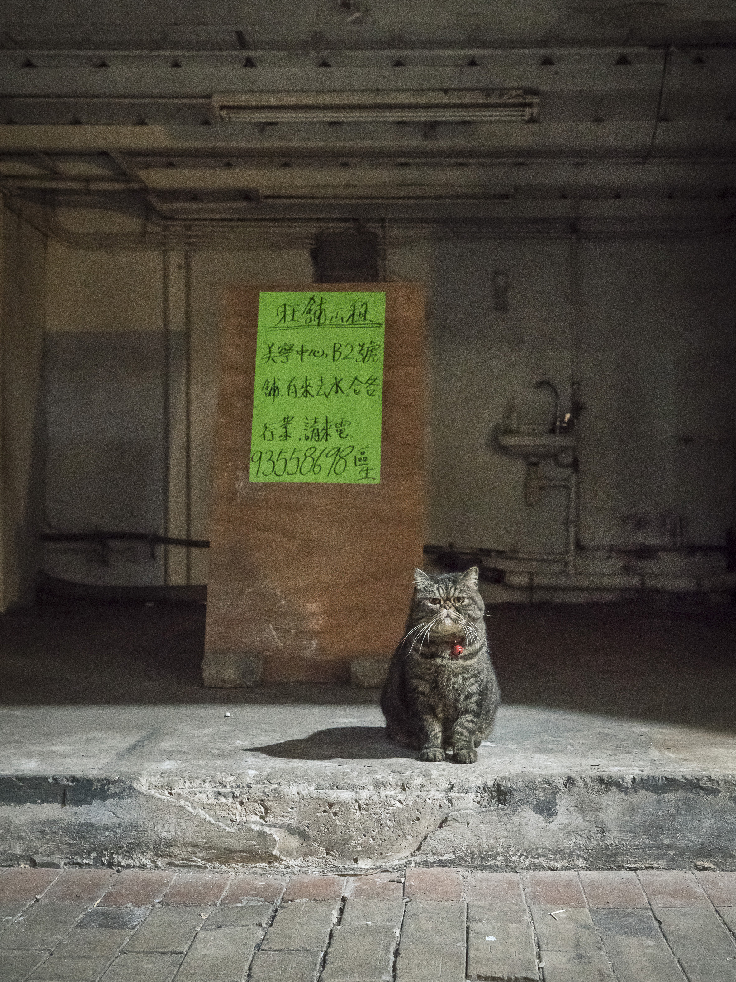 M. Heijnen, HK Shop Cats #59.jpg