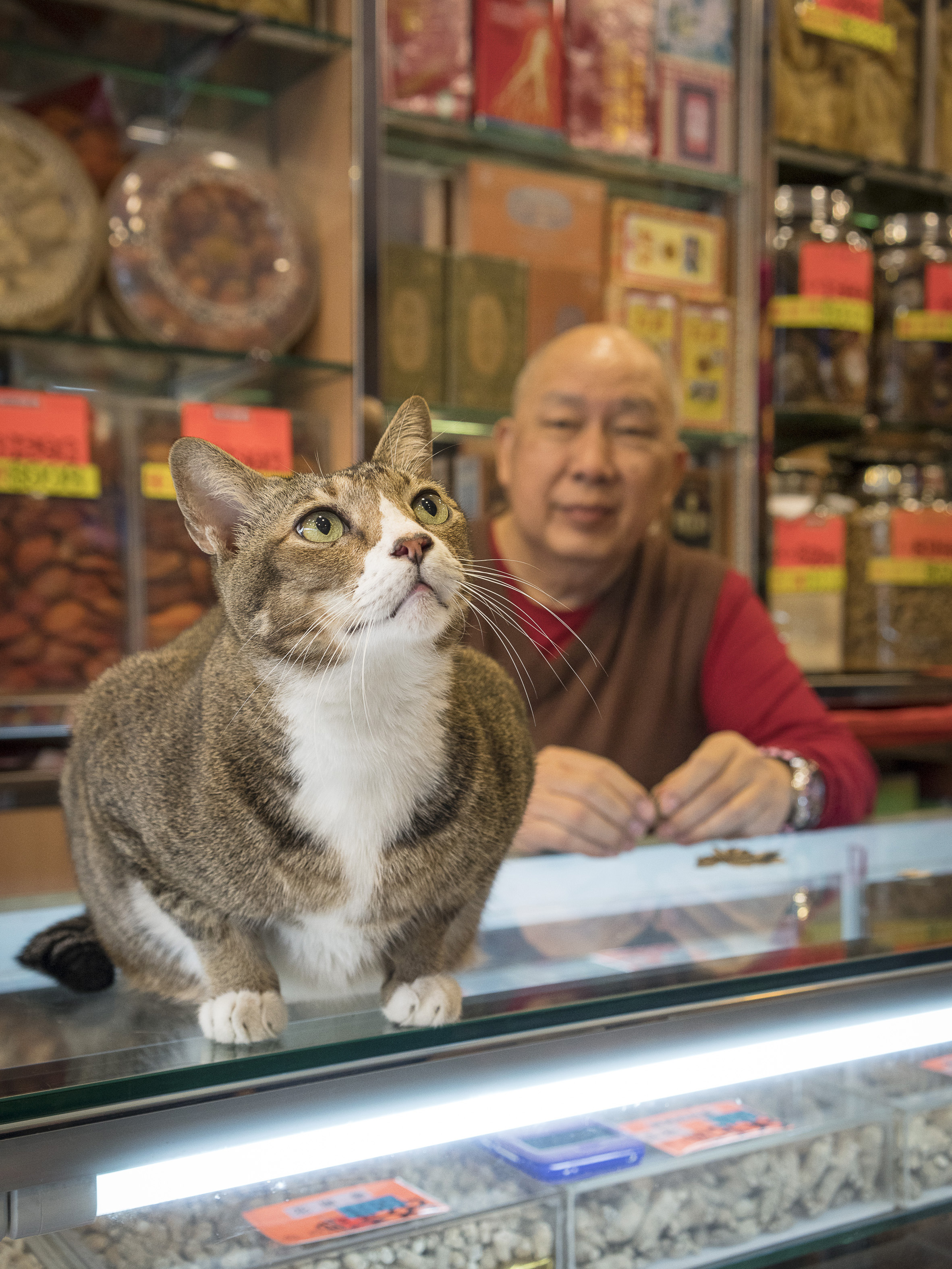 M. Heijnen, HK Shop Cats, 'Counter Culture'.jpg
