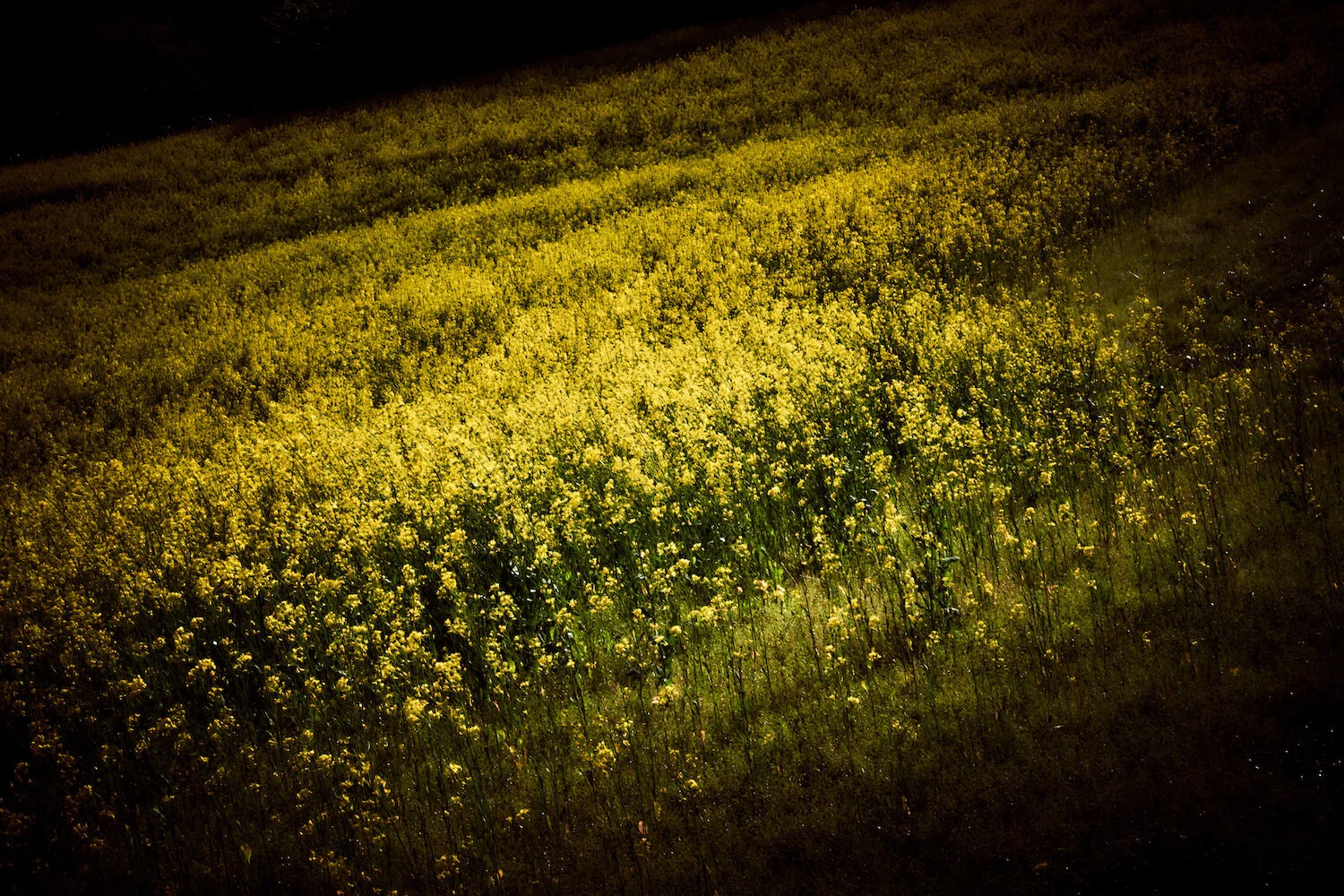 Cascade04.jpg