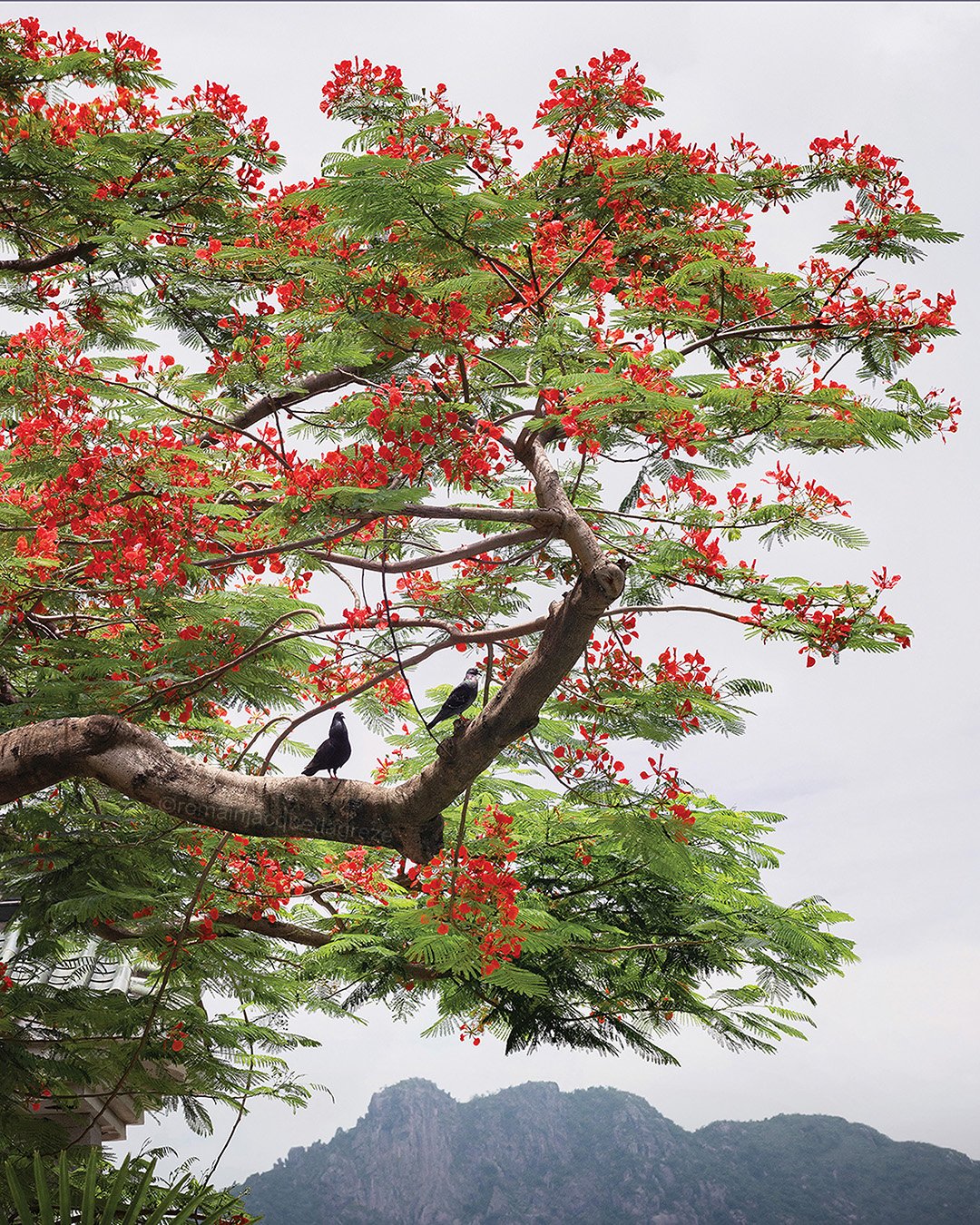 Romain Jacquet-Lagréze, Doves In The Phoenix Tree Hong Kong 2020, Courtesy of Blue Lotus Gallery.jpg