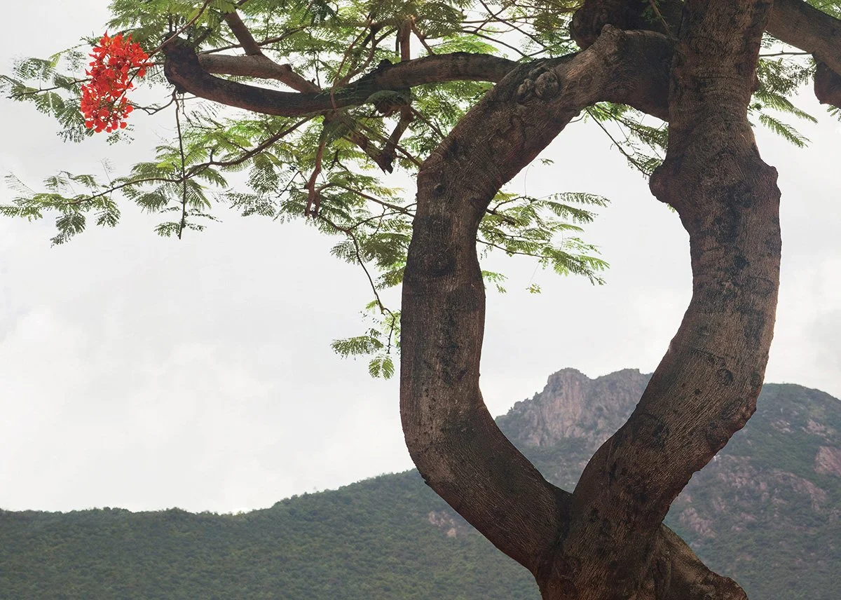 Double Trunk and Red Flowers.jpg