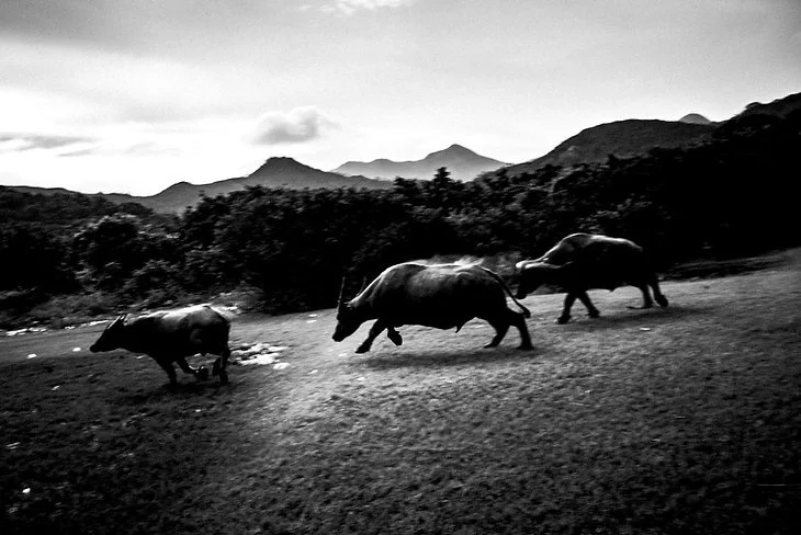 After Island_Chan Long Hei_8.jpeg