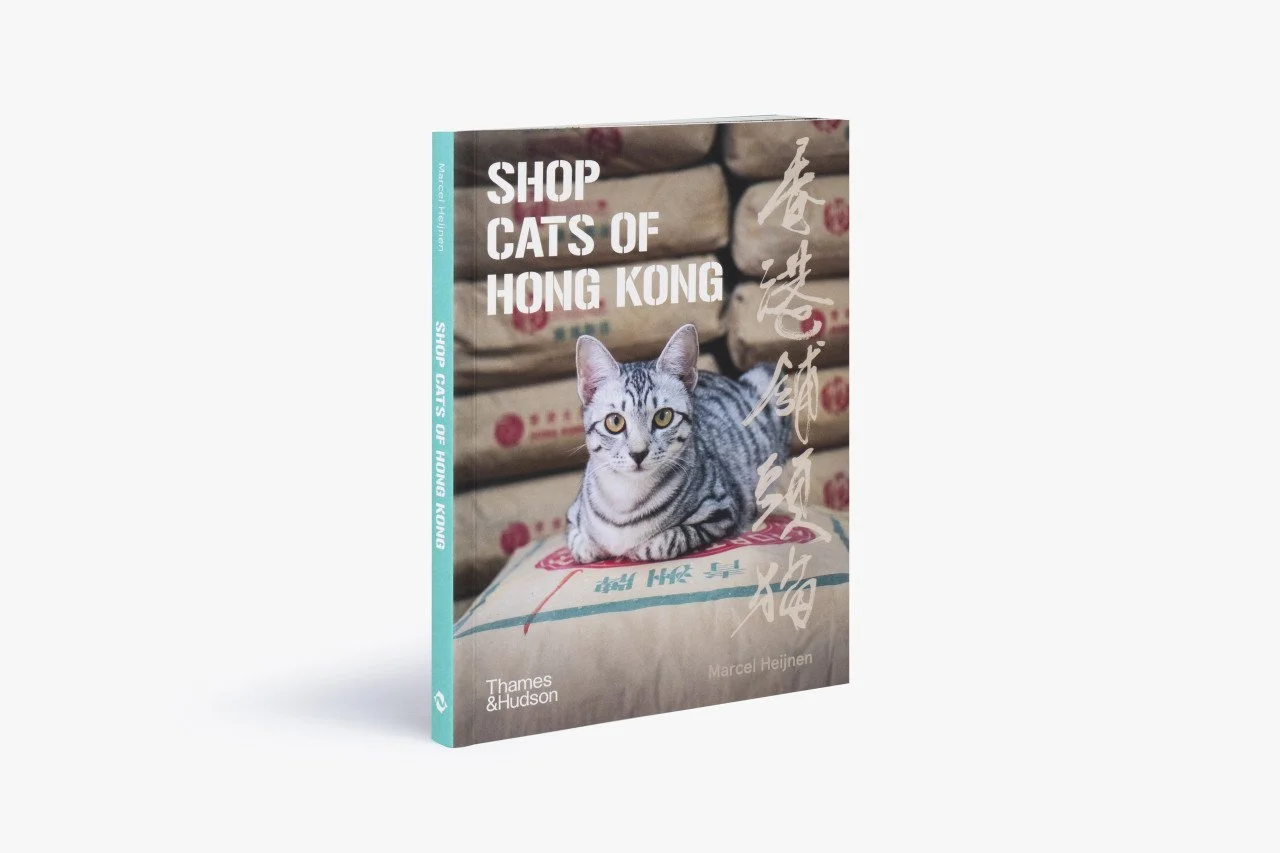 HK Shop Cats_2.jpeg