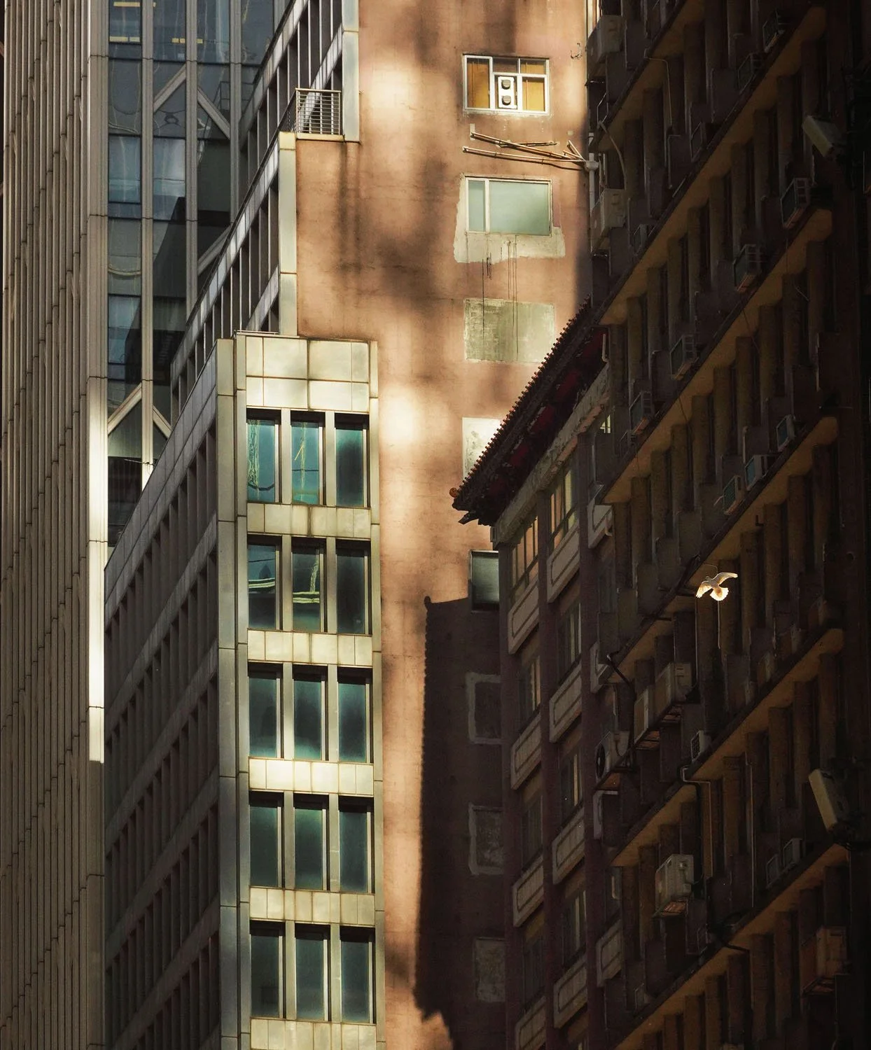 Caught in the Light, 2024.jpg