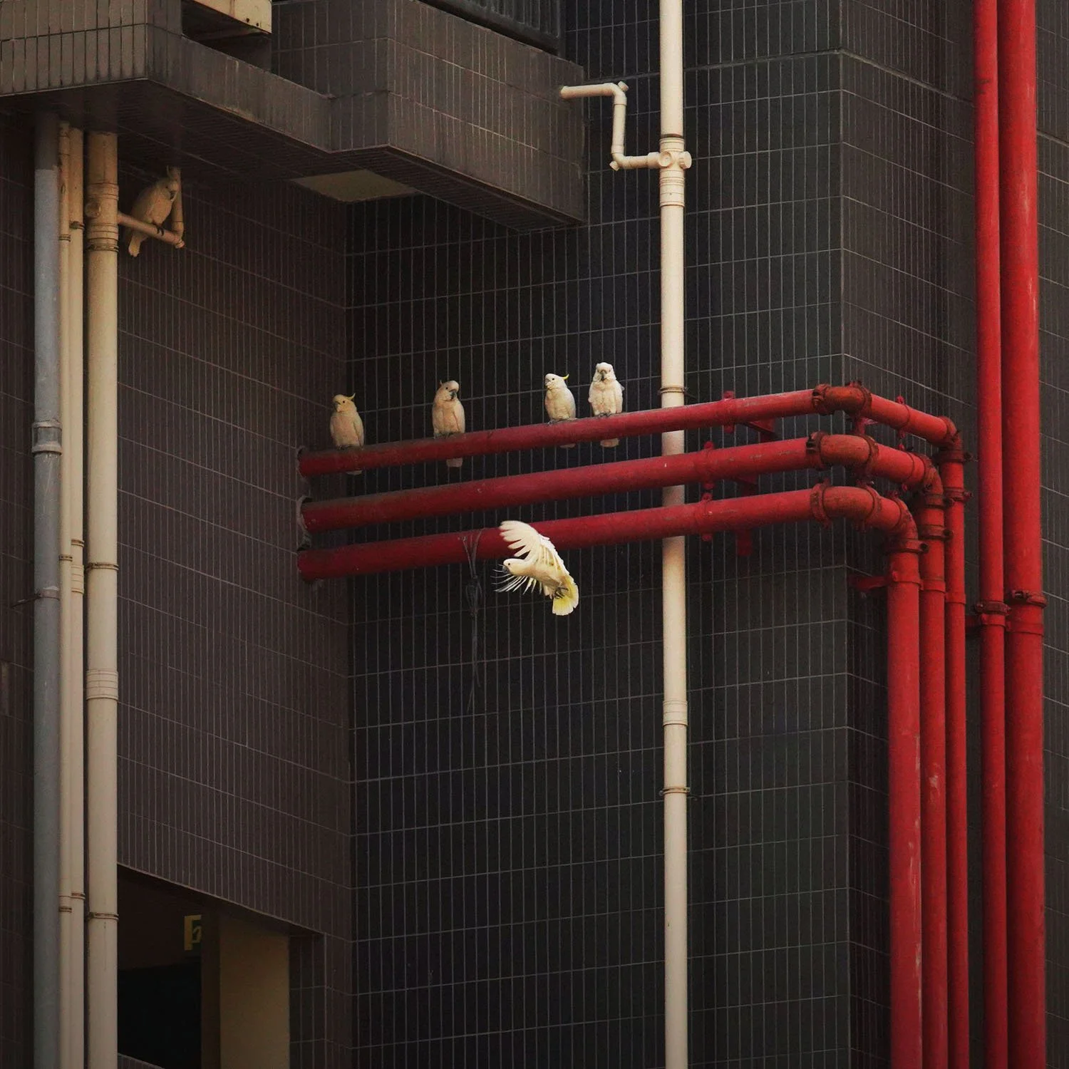 Cockatoos in Transit, 2025.jpg