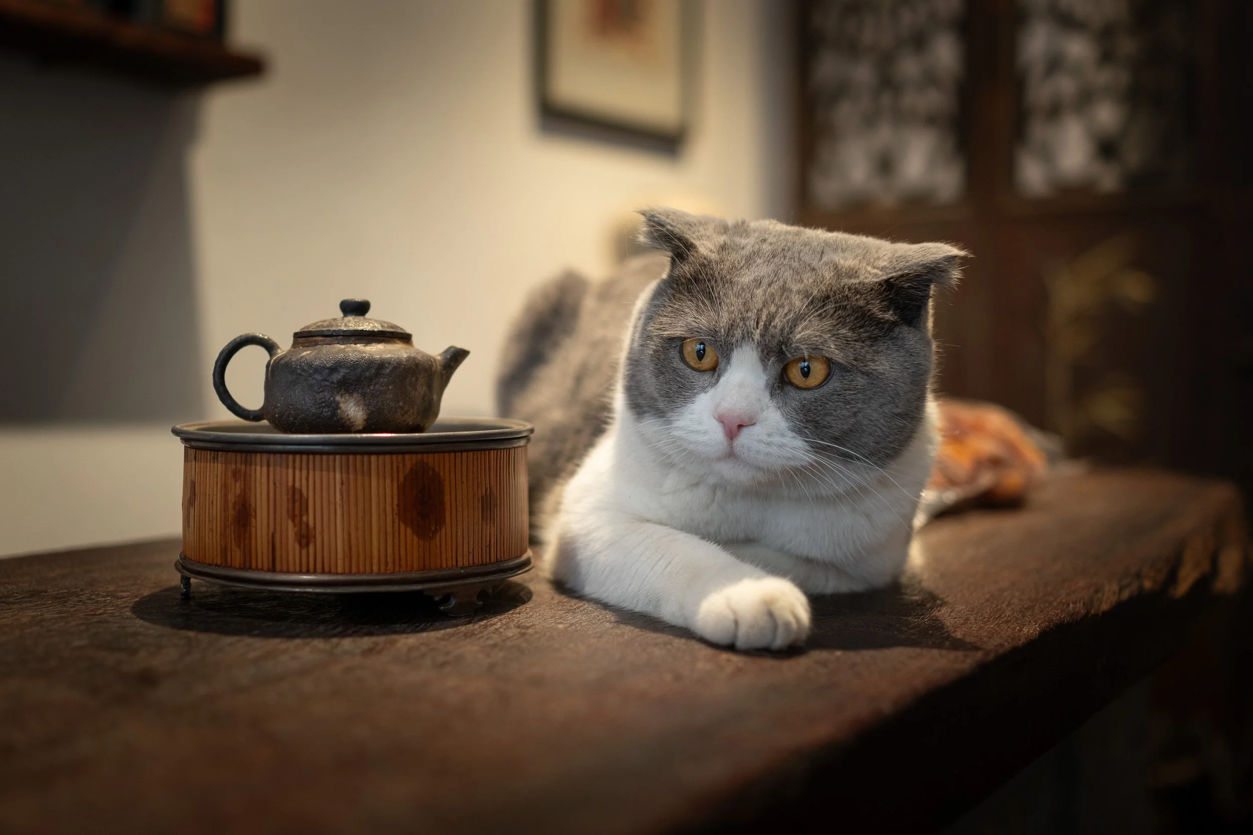 躲猫猫 (Hide &amp; Seek), China’s City Cats by Marcel Heijnen | Book Launch at Blue Lotus Gallery