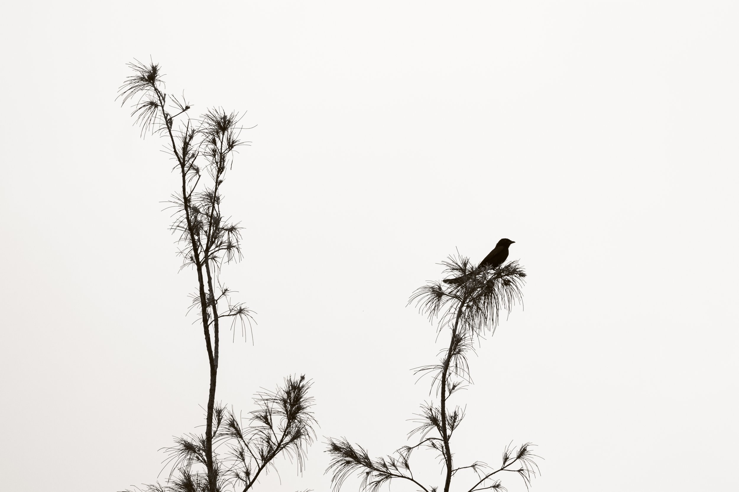 Looking Out, Black Drongo, Cheung Chau, May 2020-3.jpg