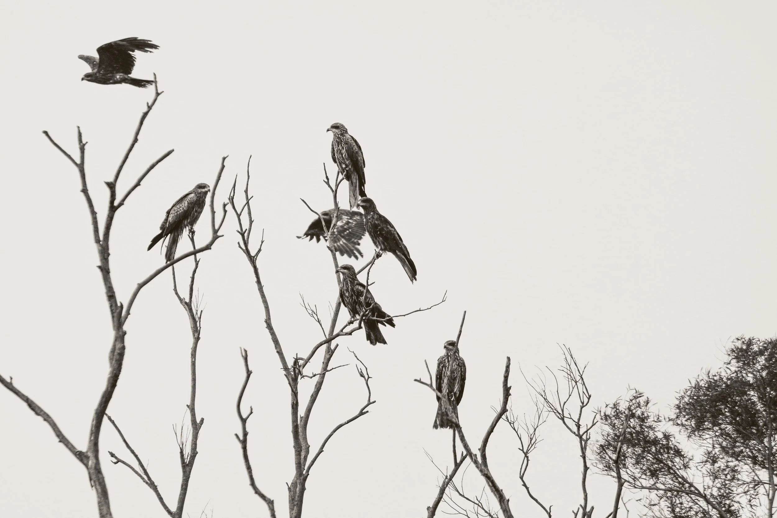 Eagle Family, Black Kite, Cheung Chau, May 2021-1.jpg