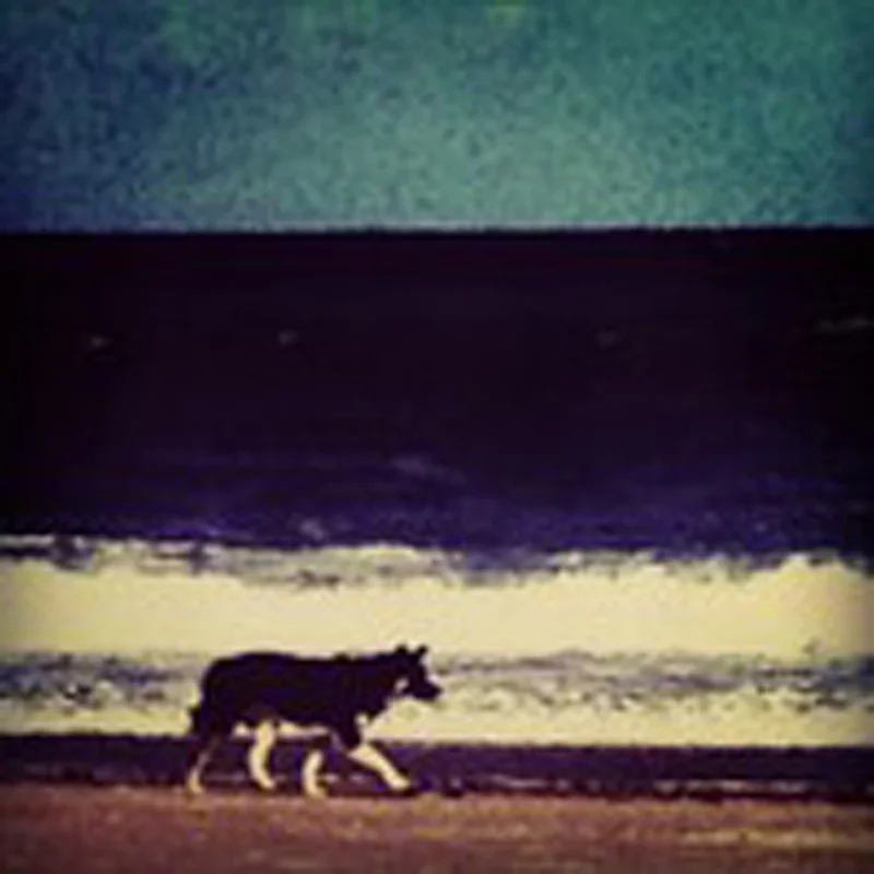 dog image.jpg