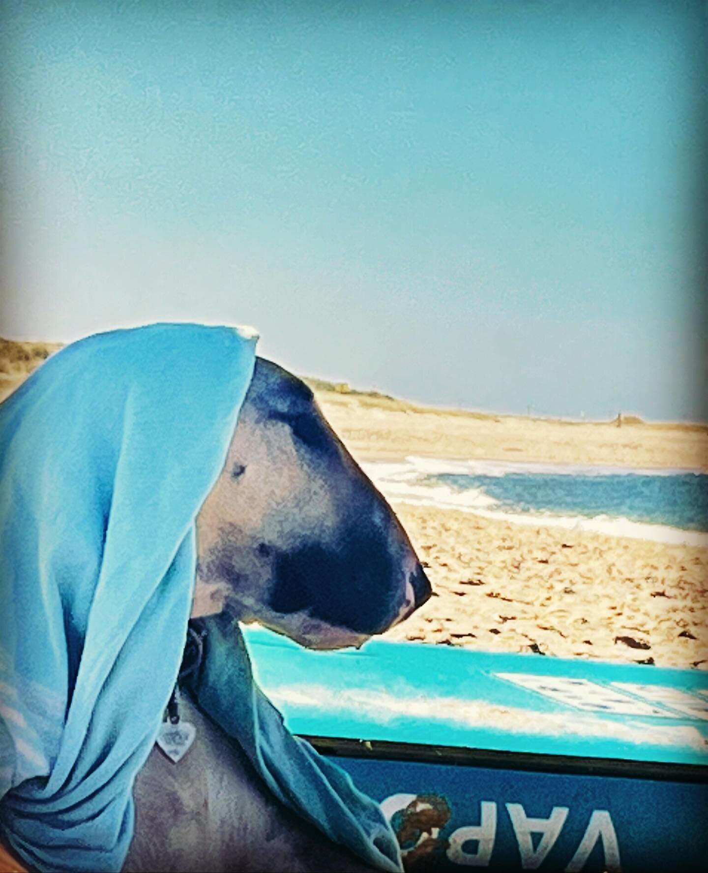 Keeping cool.  #bullterrier #englishbullterrier #surfingdog #beachdog #saltyseadog #shade #norfolk #norfolkbeaches #bestmates