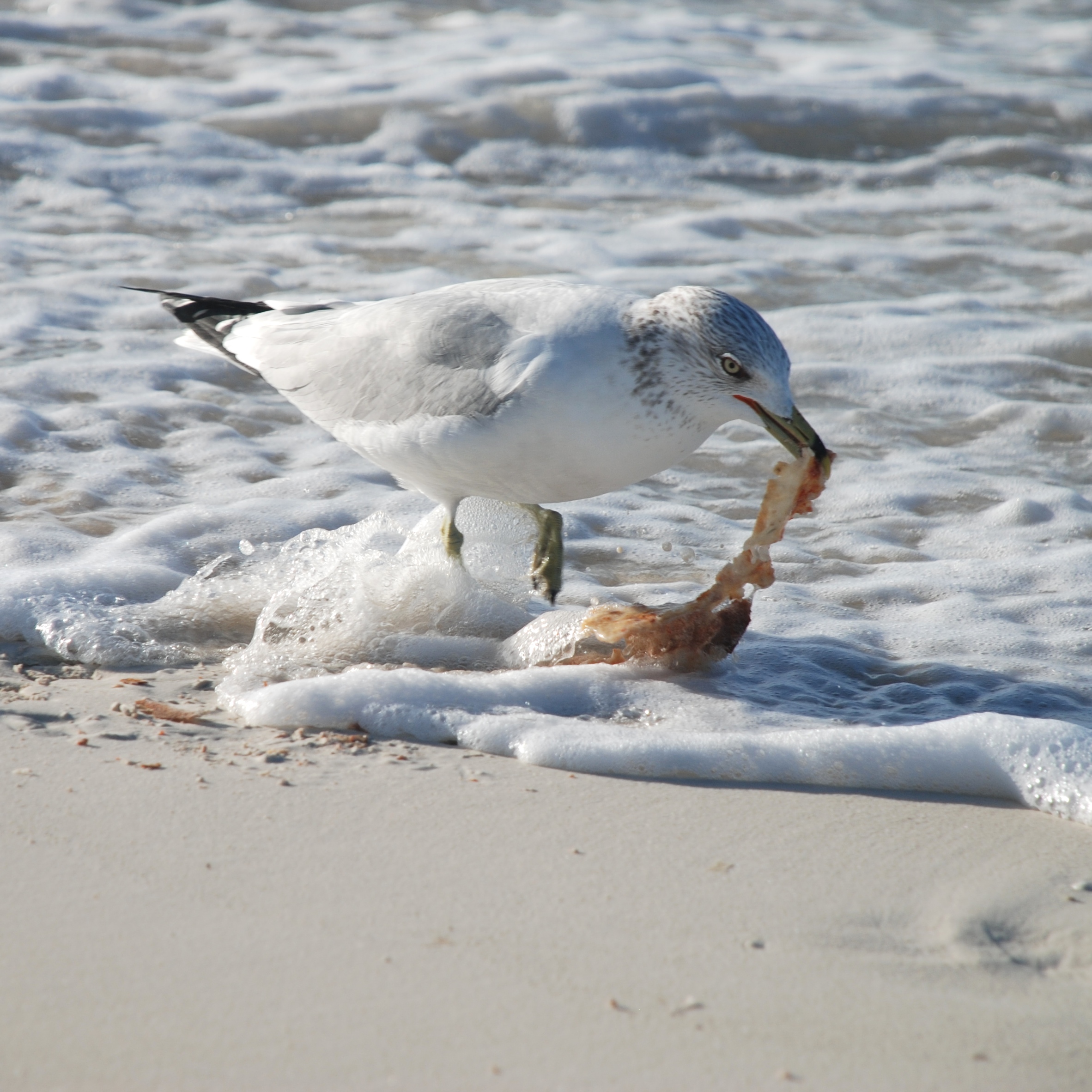 DSC_0916.JPG