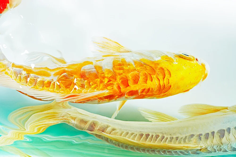 KOI_FLAT_A2_JH10943v2.jpg
