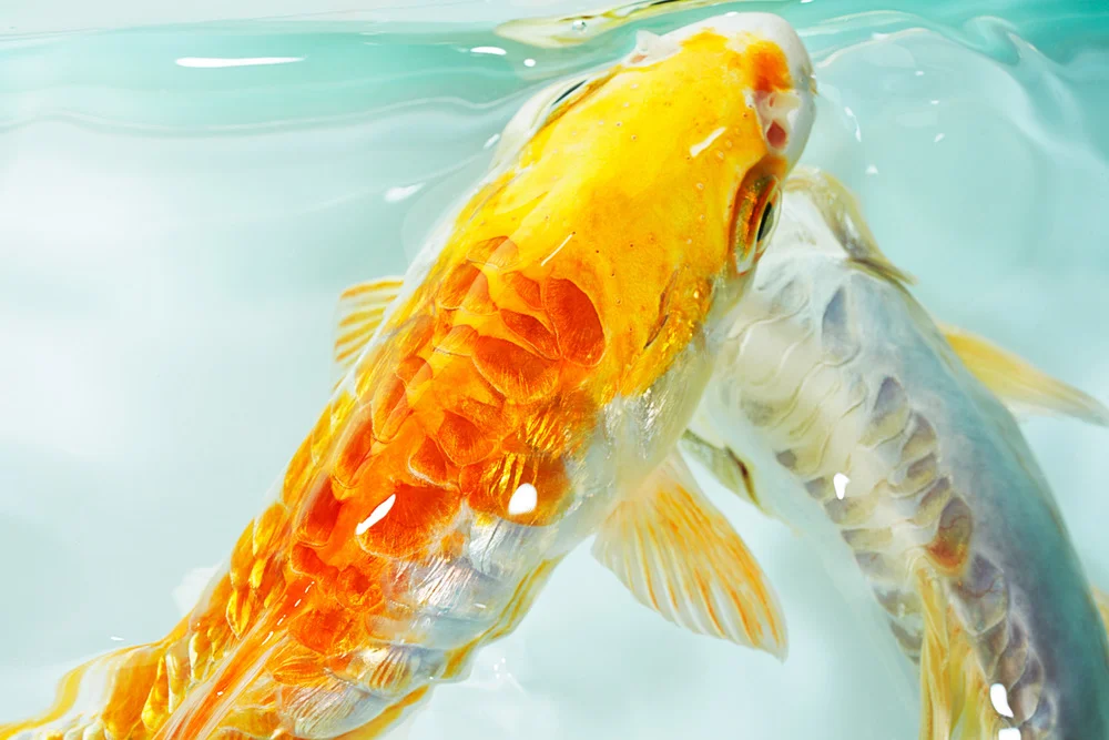 KOI_FLAT_A2_JH10986.jpg