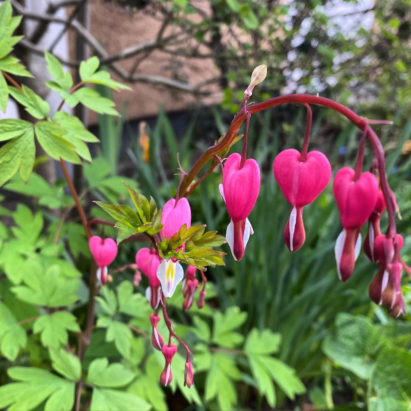 These beauties caught my eye on a morning walk!!! 

This year I created a small flower  space for pollinators in the garden - and I started researching how to attract butterflies + bumblebees + ladybugs!!! 

Though I am sure this is not one of them -