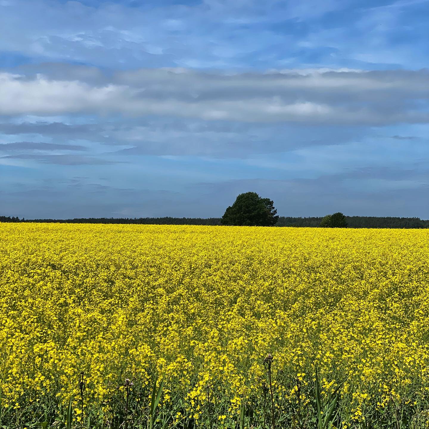 On the road to celebrate&hellip; 
-
P&aring; v&auml;g till fira&hellip;

#midsommarafton 
#midsommar 
#swedishsummer 
#summervibes