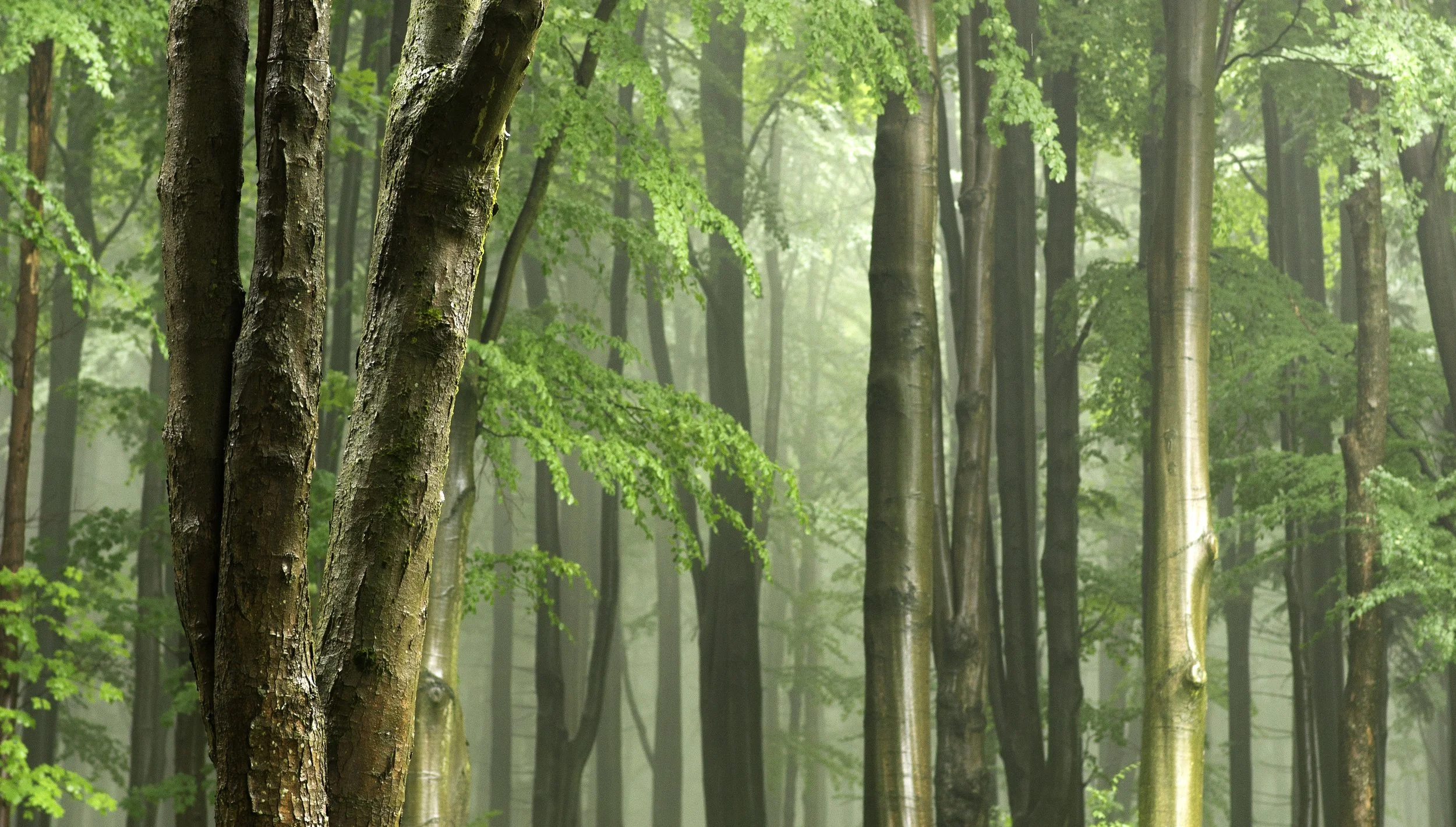 tree-nature-forest-swamp-branch-plant-611442-pxhere.com.jpg