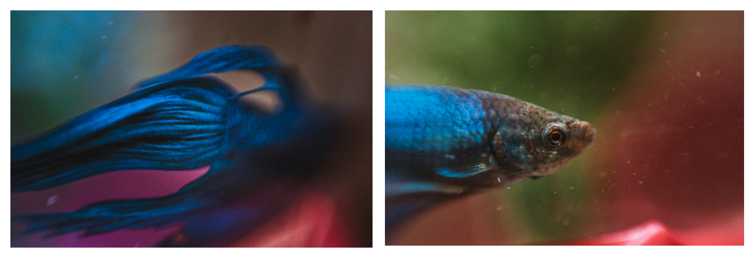 Week 8 | ISO 1600 1/125