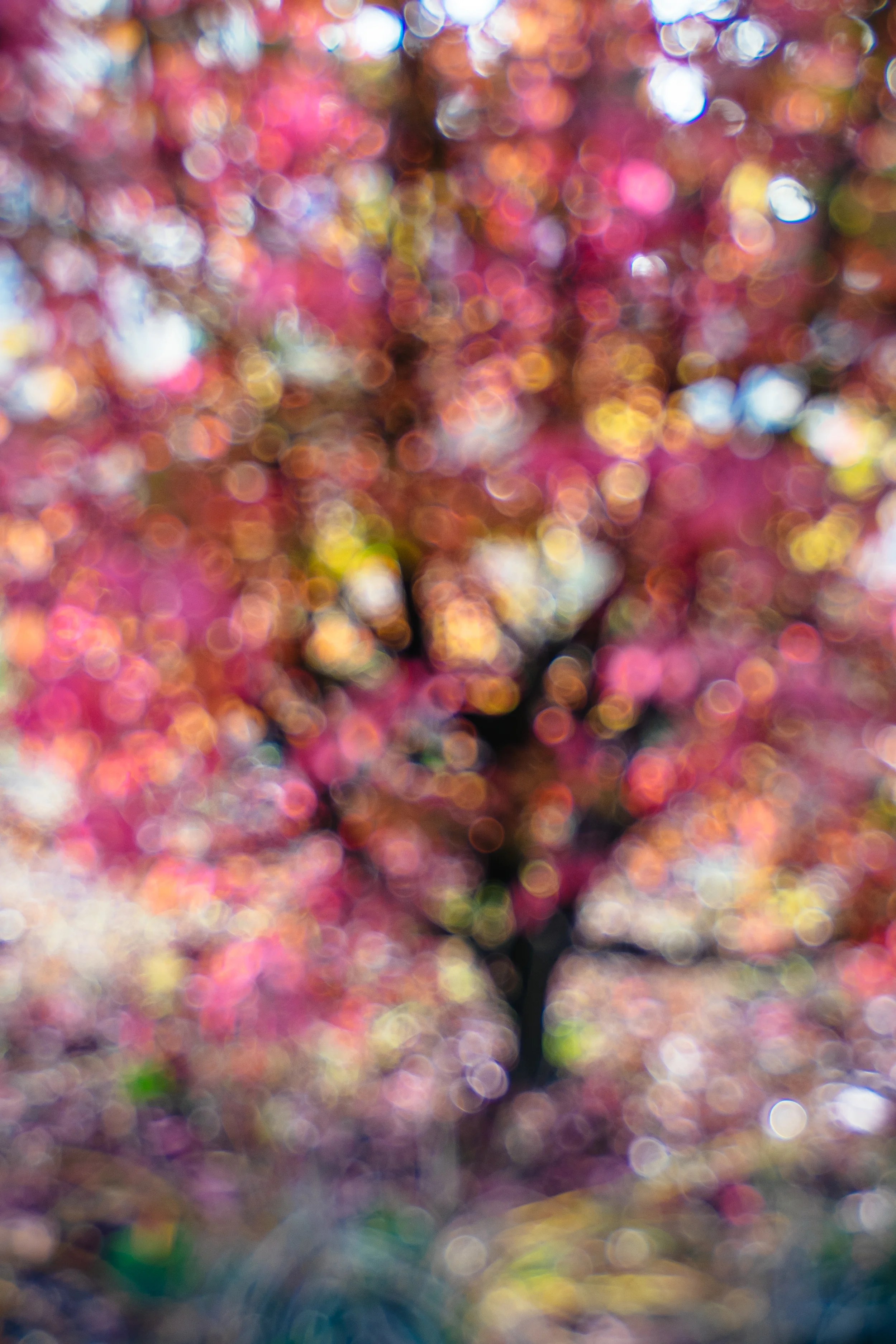 Week 45 | ISO 200 1/500