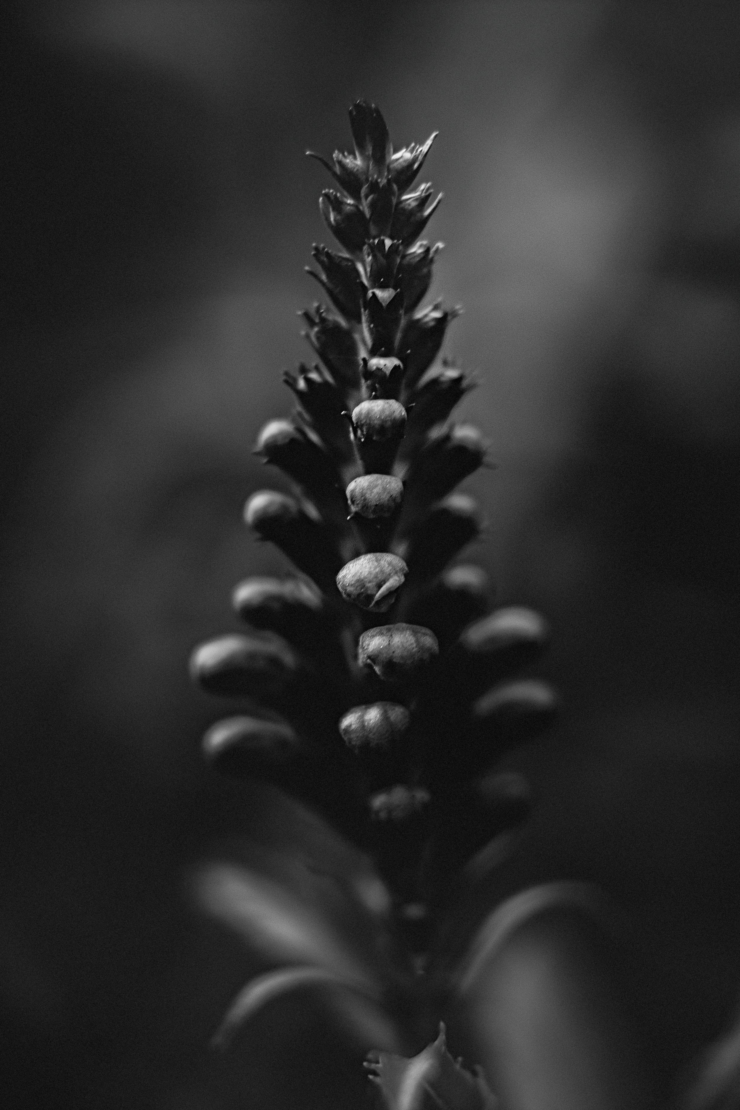 Lensbaby Composer PRO II with Edge 50