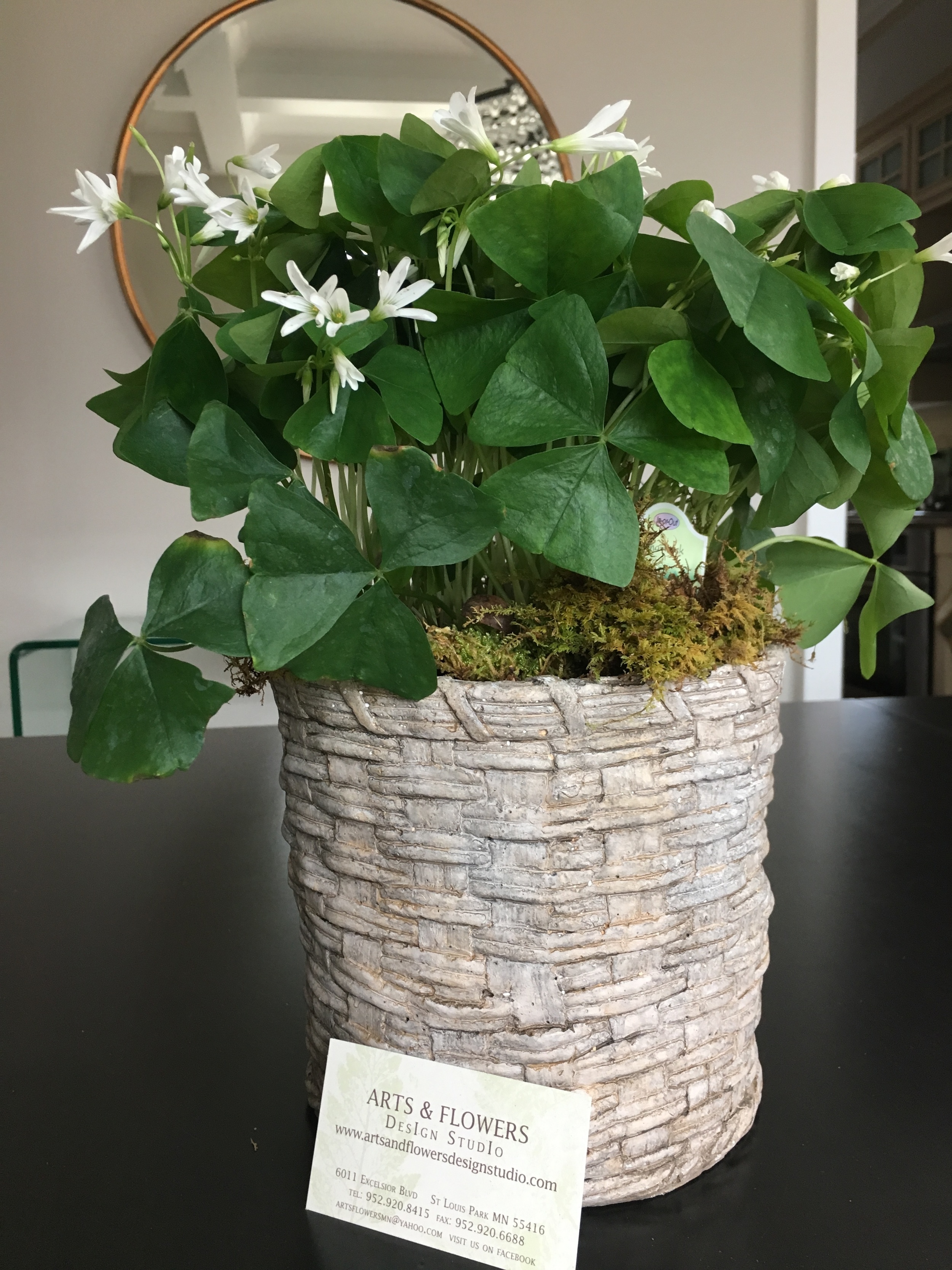 This shamrock plant was $15 and the container which is made of stone was $24 from Arts &amp; Flowers.